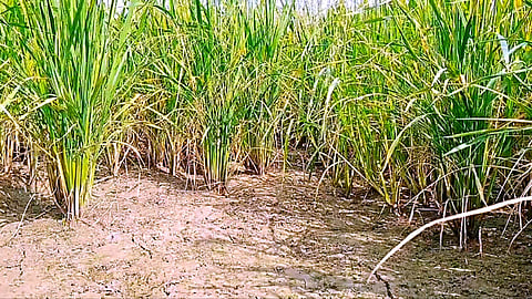 காவிரிப் படுகையில் கருகும் பயிர்கள்
