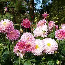 ক'ৱিড-১৯ৰ বাবে চাহিদা নাই বজাৰতঃ সংকটত ফুল উৎপাদনকাৰী