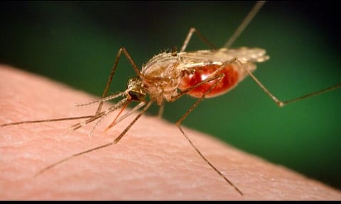 ক'ৰ'নাতংকৰ মাজতে ৰাজ্যত মেলেৰিয়াৰ প্ৰাদুৰ্ভাবঃ এশজন আক্ৰান্ত