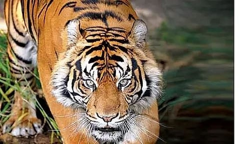 বিশ্ব ব্যাঘ্ৰ দিৱসঃ ১২ বছৰত ভাৰতত দুগুণ হ'ল বাঘৰ সংখ্যা