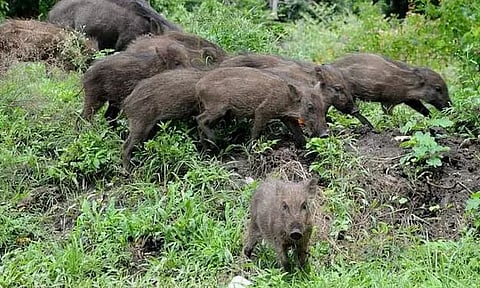 গুৱাহাটীত বন গাহৰিৰ আক্ৰমণত প্ৰত্নতত্ব কৰ্মচাৰীৰ মৃত্যু