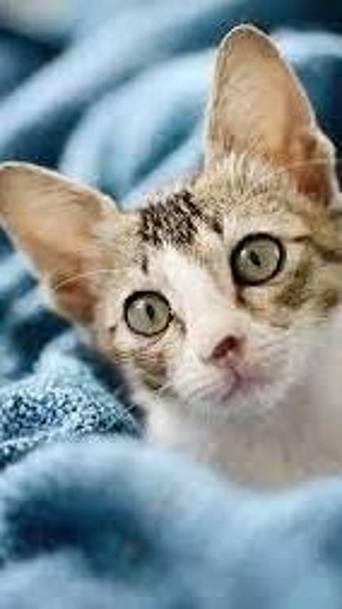 পোহনীয়া মেকুৰীৰ সৰ্বোত্তম প্ৰজাতি