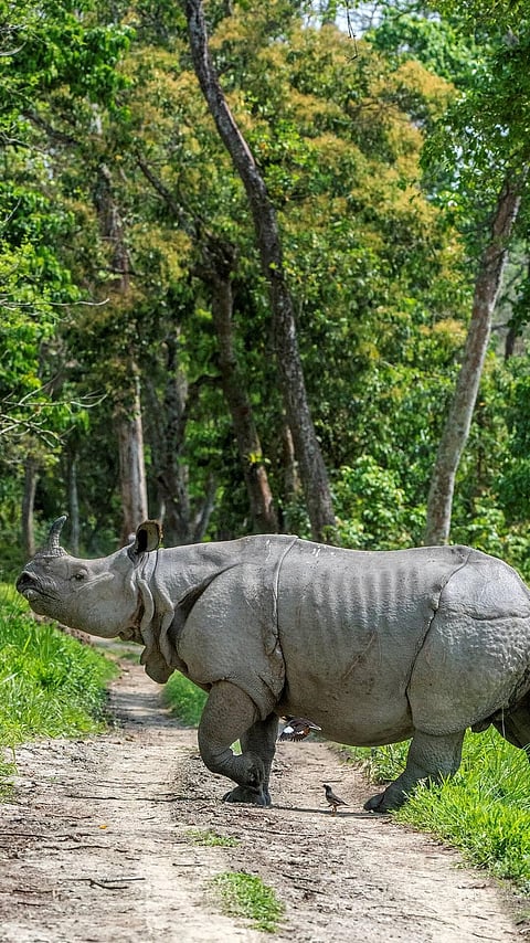 কাজিৰঙা ৰাষ্ট্ৰীয় উদ্যানলৈ কেনেদৰে যাব পাৰি ?