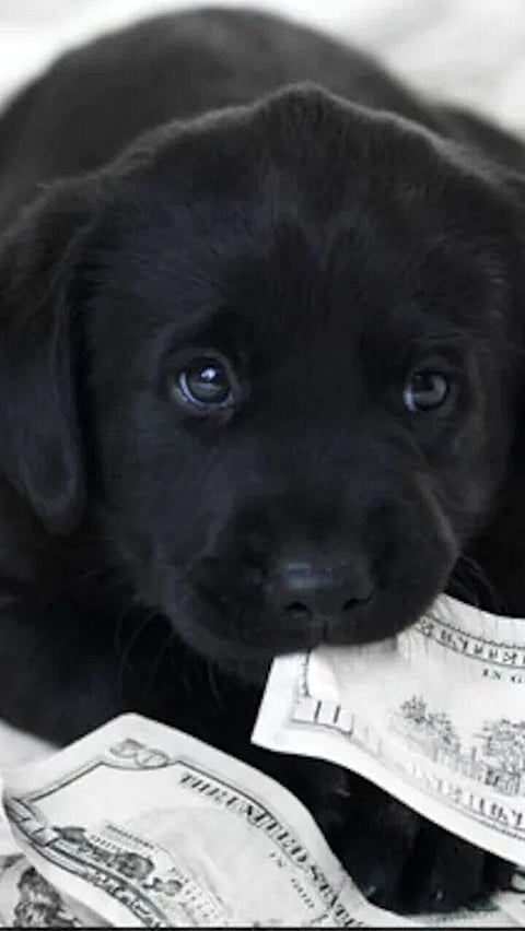 এই ১১ টা পোহনীয়া প্ৰাণীৰ বিষয়ে জানেনে? বিশ্বৰ সবাতোকৈ চহকী