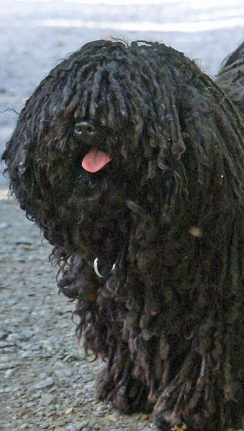 কিম্ভুত ৰূপৰ কুকুৰৰ প্ৰজাতি: