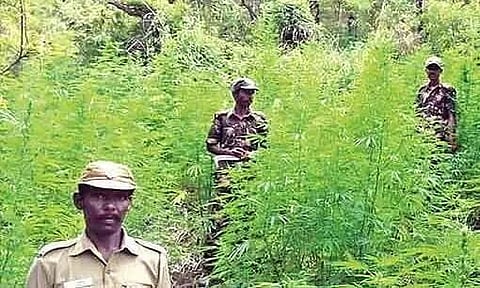 বকোত বন বিভাগৰ গুলীবৰ্ষণত মাতৃ আহত আৰু নিহত কন্যা