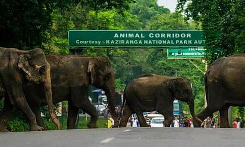 অসম: কাজিৰঙা ৰাষ্ট্ৰীয় উদ্যান সীমিত পাৰ হোৱা বাহনৰ গতি হ্ৰাস