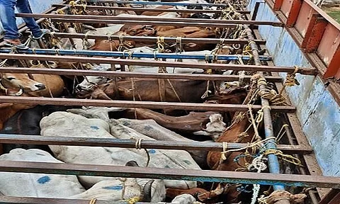 গুৱাহাটীঃ বকৰিদৰ আগতে আৰক্ষীয়ে জব্দ কৰিছে দুখন গৰু ভৰ্তি ট্ৰাক