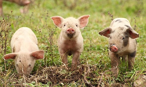 ছোৱাইন জ্বৰ বিয়পা প্ৰতিহত কৰিবলৈ ৫০ টাতকৈও অধিক গাহৰি হত্যা কৰাই দৰং জিলা প্ৰশাসকে