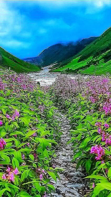 আপুনি ভাৰতত ফুলৰ এই উপত্যকালৈ গৈছে নেকি ?