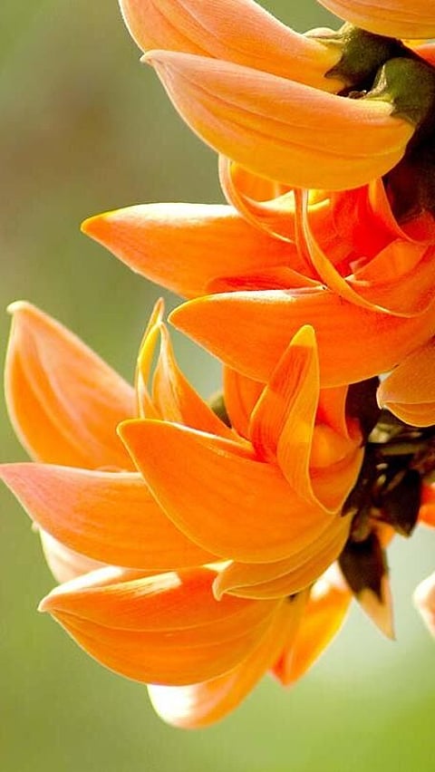 ৮ বিধ ভাৰতৰ আটাইতকৈ ধুনীয়া আৰু ৰহস্যময় ফুল