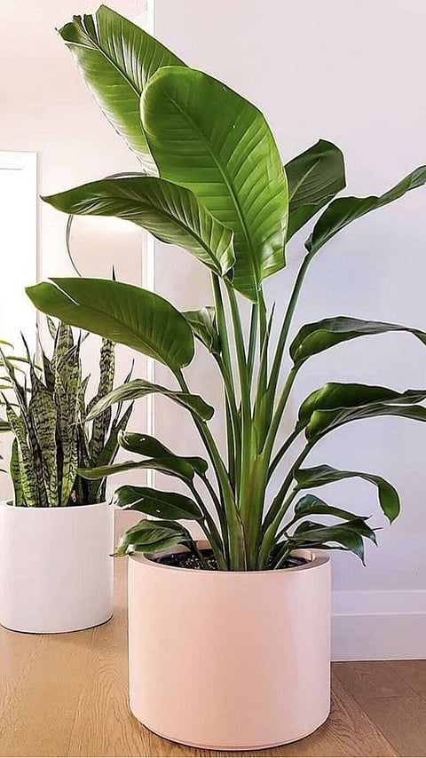 ভাল শক্তি আৰু সুখৰ বাবে ৫ বিধ উদ্ভিদ; ক'ত ৰাখিব লাগে জানক