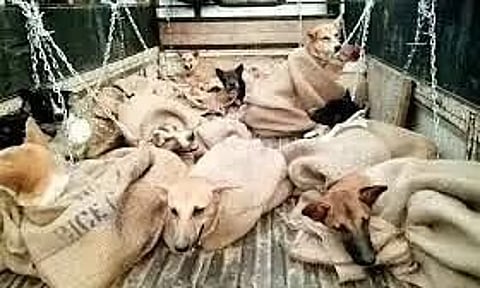 অসমঃ বোকাখাতত পথৰ দাঁতিত বান্ধি এৰি থৈ যোৱা ৩১টা কুকুৰ উদ্ধাৰ