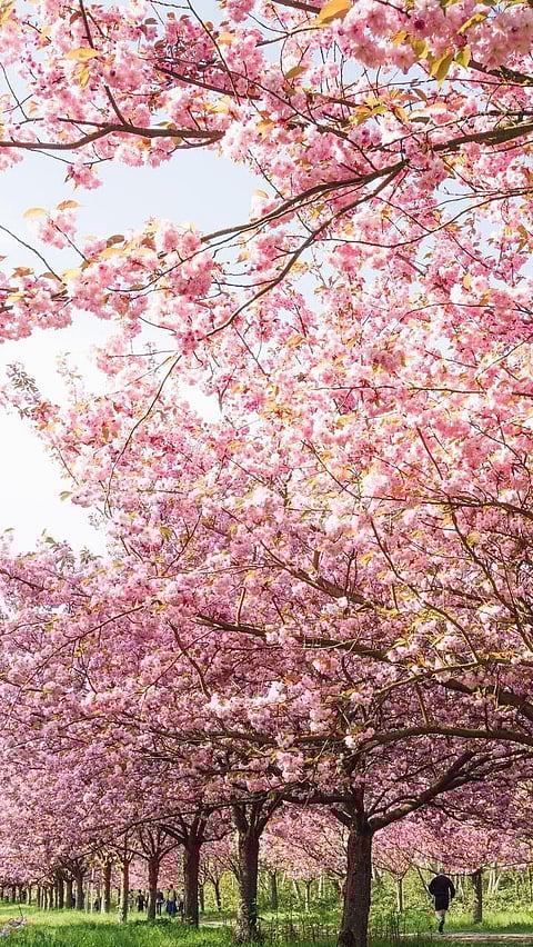 চেৰী ফুল বিচাৰি বলৈ শীৰ্ষ ভাৰতীয় স্থানসমূহ