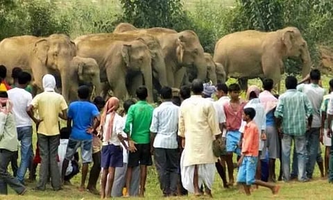 ৰাজ্যত হাতী-মানৱৰ সংঘাত ৰোধৰ বাবে বন বিভাগৰ পদক্ষেপ