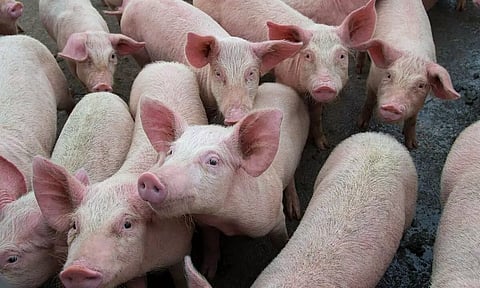 অসমত আফ্ৰিকান ছোৱাইন ফ্লুৰ আতংক অব্যাহত