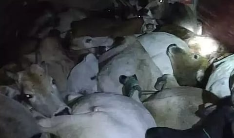 শোণিতপুৰ আৰক্ষীৰ অভিযানত ট্ৰাকৰ পৰা উদ্ধাৰ ৩৬টা গৰু