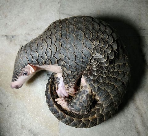 বন-ৰৌ উদ্ধাৰ,তিনিজনক গ্ৰেপ্তাৰ