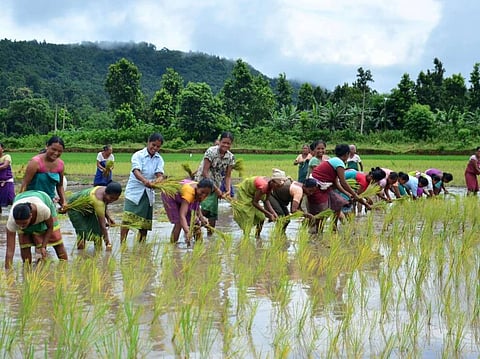 ছয়গাঁওত কঠীয়া ৰোৱা উৎসৱ পালন