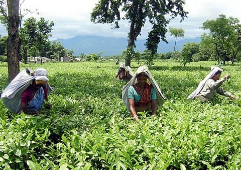 চাহ শ্ৰমিক সকলৰ বাবে সুখৱৰ; অতি শীঘ্ৰেই প্ৰদান কৰা হব পি এম এ ৱাইত অধীনত গৃহ