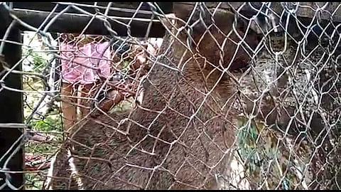 গোলাঘাটৰ চিনাতলীত এটা দুষ্প্ৰাপ্য বন মেকুৰী উদ্ধাৰ