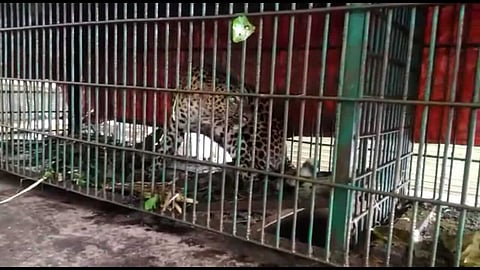 তিনিচুকীয়াৰ কেহাং চাহ বাগিচাত নাহৰফুটুকী বাঘ পিঞ্জৰাবদ্ধ