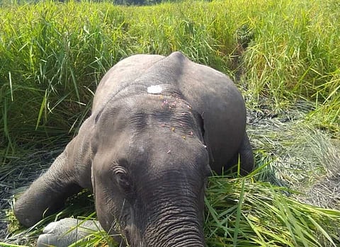 উদালগুৰিত বনৰীয়া মৃত হাতী উদ্ধাৰ