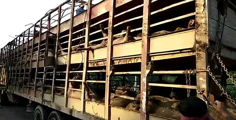 গোলাঘাটত গাহৰি ভৰ্তি এখন ট্ৰাক দুৰ্ঘটনাগ্ৰস্ত