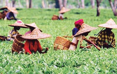 সৰ্বাধিক চাহ উৎপাদনৰ পিছতো নিৰাশাত চাহ উদ্যোগ