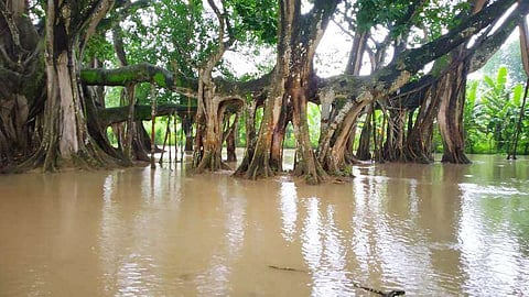 ধাৰাষাৰ বৰষুণৰ ফলত বজালীৰ ২০৭ বছৰীয়া বটগছ কালদিয়া নদীৰ বানৰ কৱলত