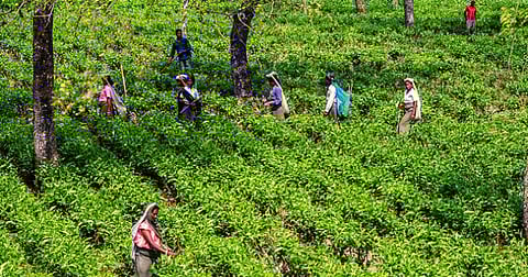 লক্ষীবাৰী চাহ বাগিচাৰ শ্ৰমিকসকলৰ বিশেষ সিদ্ধান্ত