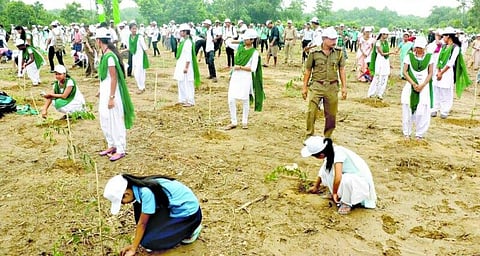 গছপুলি ৰোপণৰ সদ ইচ্ছাৰ অভাৱত ব্যৰ্থ চৰকাৰ: অবাধ হাৰত বেদখল বনাঞ্চল