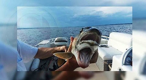 নিউয়ৰ্কত দুখন মুখৰ মাছ উদ্ধাৰঃ উৎসুকতা বাঢ়িছে জনসাধাৰণৰ