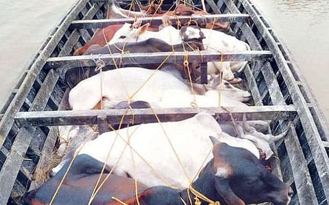 মহানগৰীত গৰু ভৰ্ত্তি ট্ৰাক জব্দ