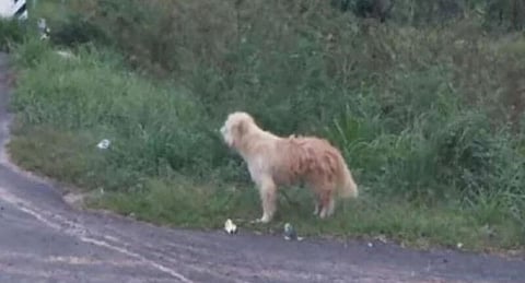 চাৰি বছৰে একে ঠাইতে অপেক্ষা কৰাৰ পিছত লিঅ’ই বিছাৰি পালে গৰাকীক: চৰ্চিত সৰ্বত্ৰে