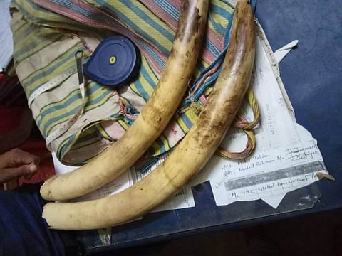 বোকাজানত হাতী দাঁত উদ্ধাৰ , এজন আৰক্ষীৰ জালত