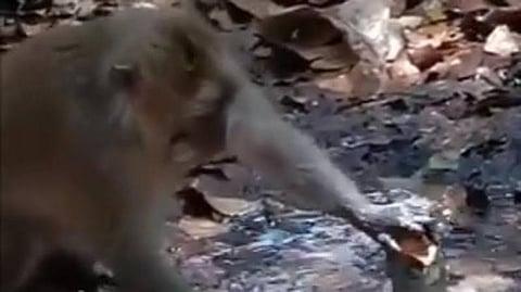 পানী সংৰক্ষণ :  বান্দৰৰ ভাইৰেল ভিডিঅ'ই আচৰিত কৰি তুলিছে সকলোকে