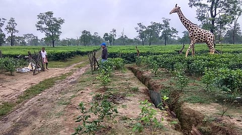 গোলাঘাটৰ দলাগুৰি চাহ বাগিচাত হাতী প্ৰতিৰোধৰ বিশেষ ব্যৱস্থা