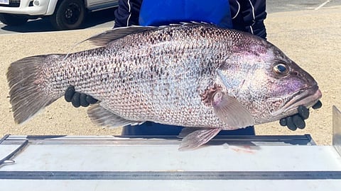 WA South Coast fishers requested to donate demersal fish frames for research