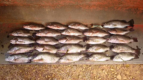 Queensland fisher fined $4,000 after pleading guilty to exceeding mangrove jack catch limit in WA waters