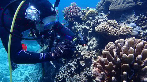 Work begins to prevent spread of invasive marine species in WA waters