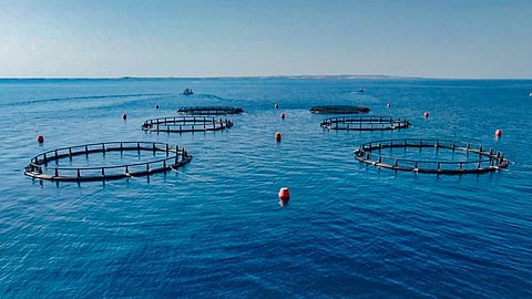 Sea cages deployed off Delma Island, Abu Dhabi