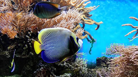 coral reef