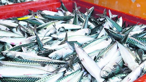 Atlantic mackerel