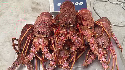 Routine quarantine inspections of Australian lobster restart in China