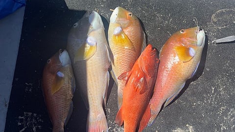 The seized fish found in the battery compartment of the offender's boat