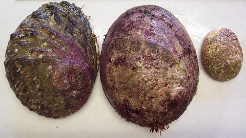 Abalone species shell side up