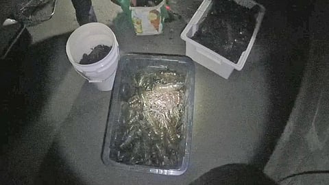 Crates containing the seized marron