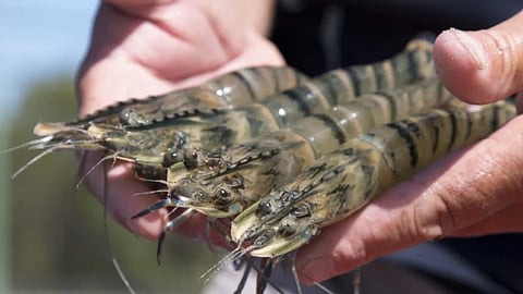 Australian tiger prawns