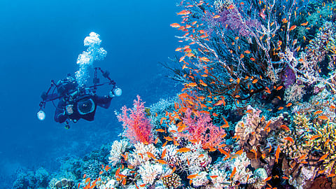 A dive site somewhere in the Red Sea